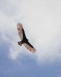 Low angle view of bird with spread wings flying in sky