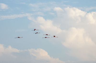 A group of flying flamingos