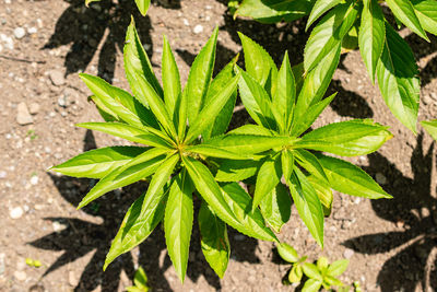 plant