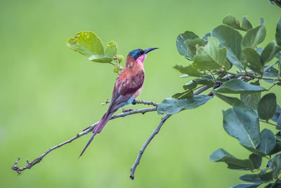 Close-up of bird perching on plant