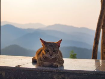 Portrait of cat sitting on retaining wall against mountains