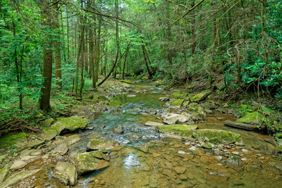 Trees in forest