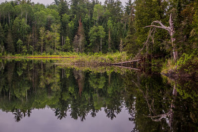 Reflection of trees in lake against sky