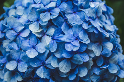 Close-up of blue hydrangea flowers