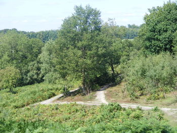 Plants growing in forest against sky