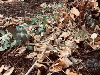 High angle view of dried leaves on field