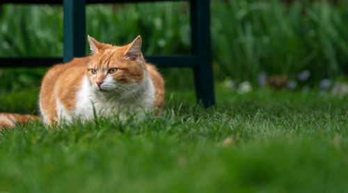 Cat looking away