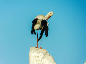 Low angle view of bird perching against blue background