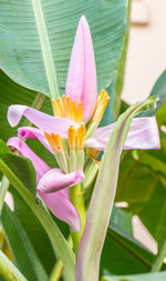 Close-up of pink water lily