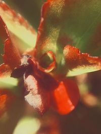 Close-up of plant against white background