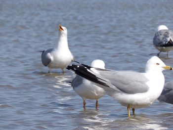 Seagulls on sea shore