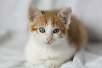 Portrait of a young tabby cat.