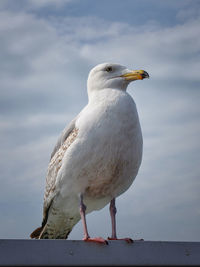 Close-up of seagull perching on shore against sky