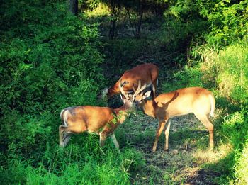 Horses on grass against trees