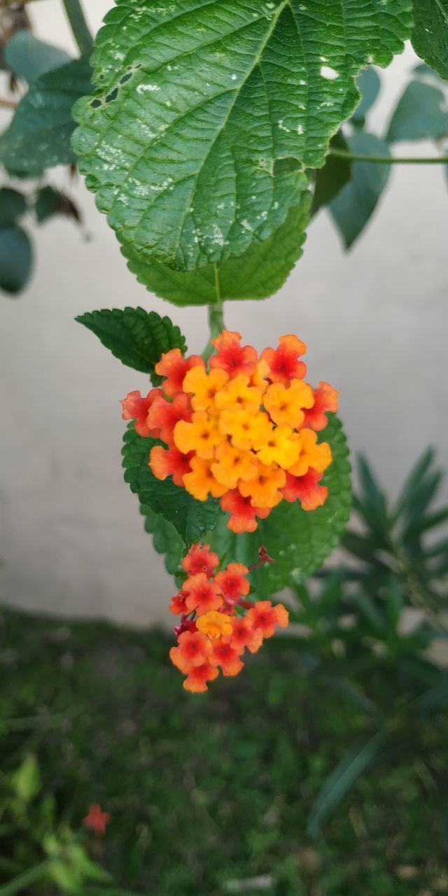 CLOSE-UP OF FLOWERING PLANT