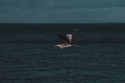 Seagull flying over sea against sky