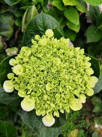 High angle view of flowering plant