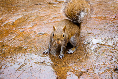 Close-up of squirrel on wet rock