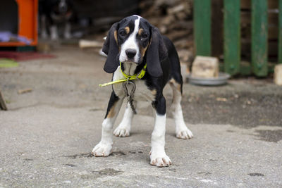 Portrait of dog standing outdoors