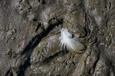 Full frame shot of rock in water