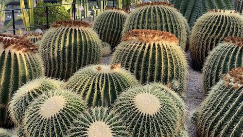 Full frame shot of succulent plant