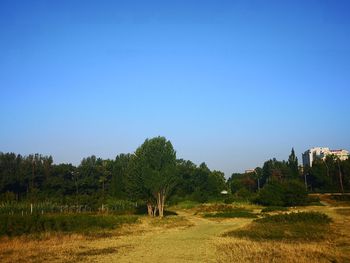 Trees on field against clear blue sky