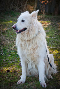 White dog looking away on field