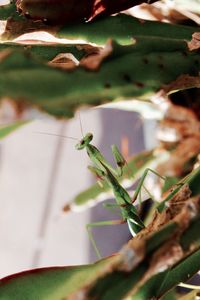 Close-up of insect on plant