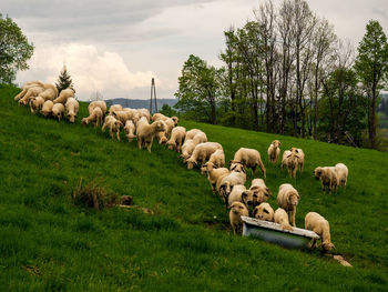 View of sheep on field