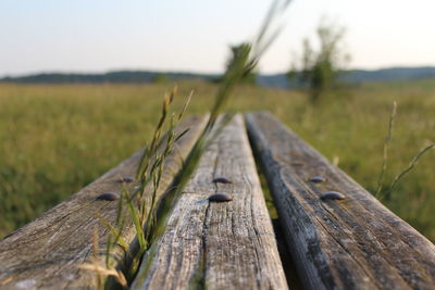 Close-up of wood on field