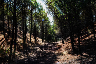 Trees growing in forest