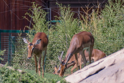 Deer in a field