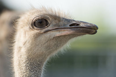 Close-up of a bird looking away