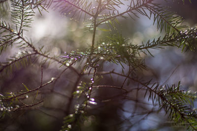 Low angle view of plants against sky