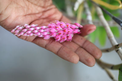 Close-up of hand holding pink flowering plant