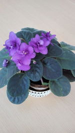 High angle view of purple flowering plants on table