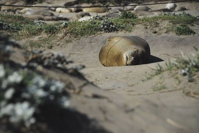 Seal relaxing at beach