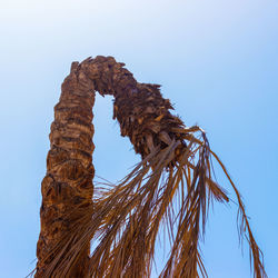 Bent palm tree. dead palm, dry dead palm leaves with blue vibrant sky