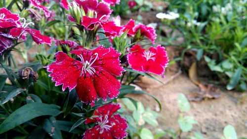 Close-up of pink flowers