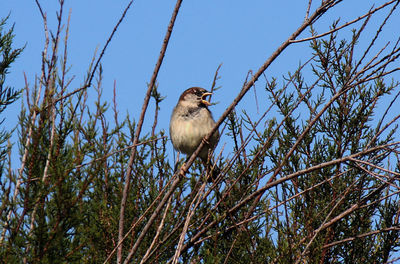 Low angle view of bird perching on tree against clear sky