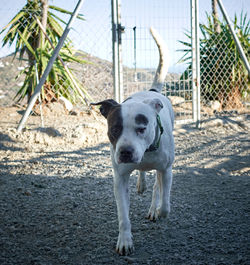 Portrait of dog standing on land