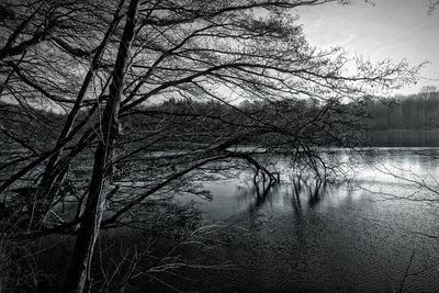 Close-up of bare tree against lake