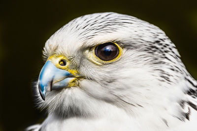 Close-up of a falcon