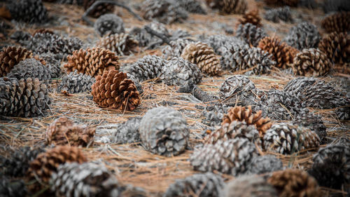 Full frame shot of pine cones on field