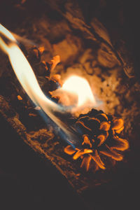 Close-up of fire in the dark