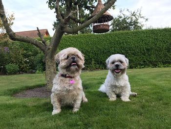 Puppies sitting on grass against trees