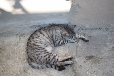 High angle view of a cat lying on wall