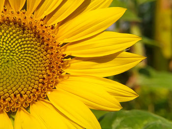 Close-up of sunflower