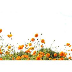 Yellow flower over white background