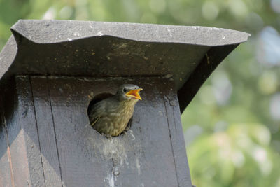 Close-up of bird perching outdoors